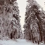 Haus Am Wald 4*