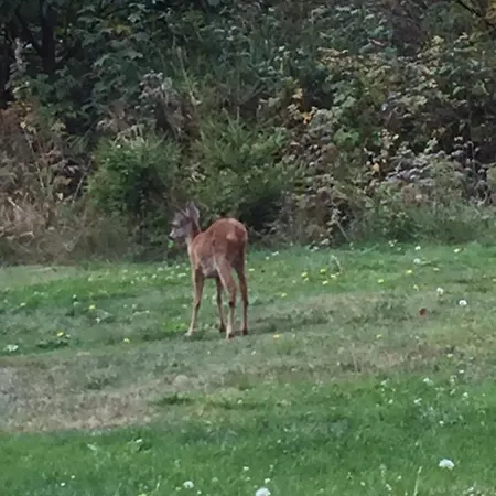 Haus Am Wald Maison d'hôtes Braunlage