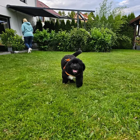 Haus Am Wald Penzion